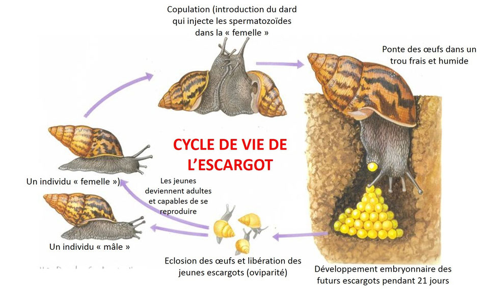 La reproduction sexuée animale et végétale Site de cours de collège et lycée en SVT