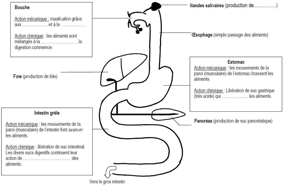 Passage Des Nutriments De L'intestin Grêle Vers Le Sang Chapitre 4: l'approvisionnement du sang en nutriments - Site de cours