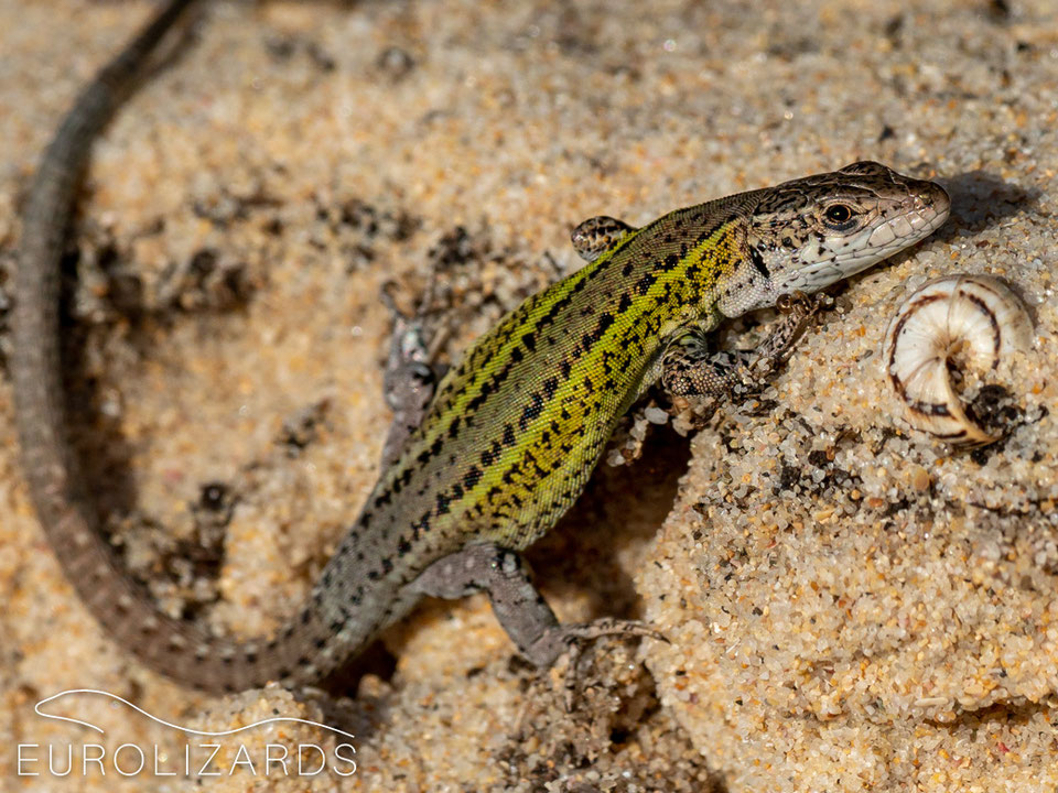 Podarcis carbonelli Carbonell's Wall Lizard EUROLIZARDS