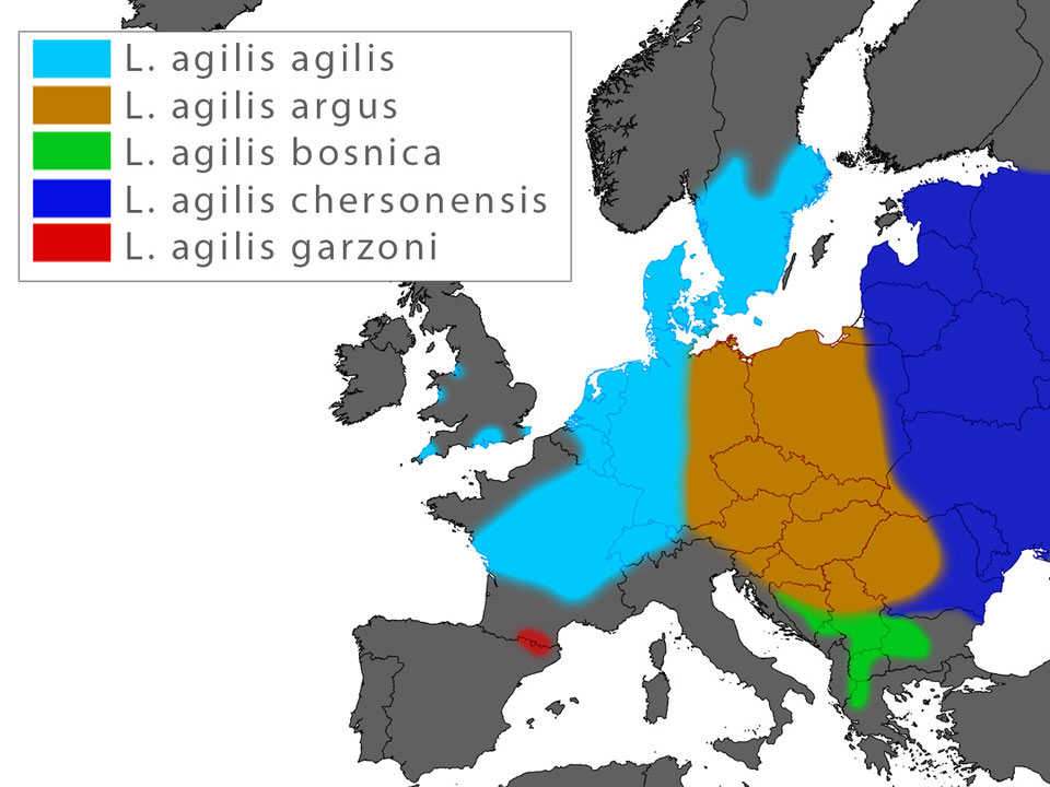 Lacerta agilis Sand Lizard EUROLIZARDS