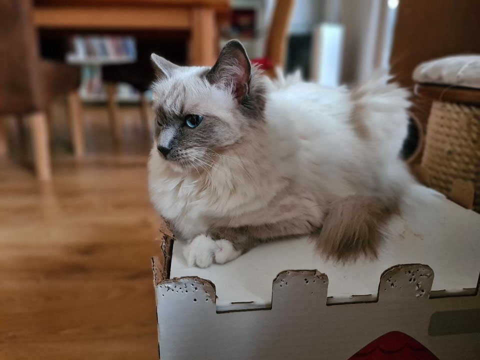 Kajika Rags' Dayana - kajika-rags Webseite - Traditionelle Ragdolls in ...