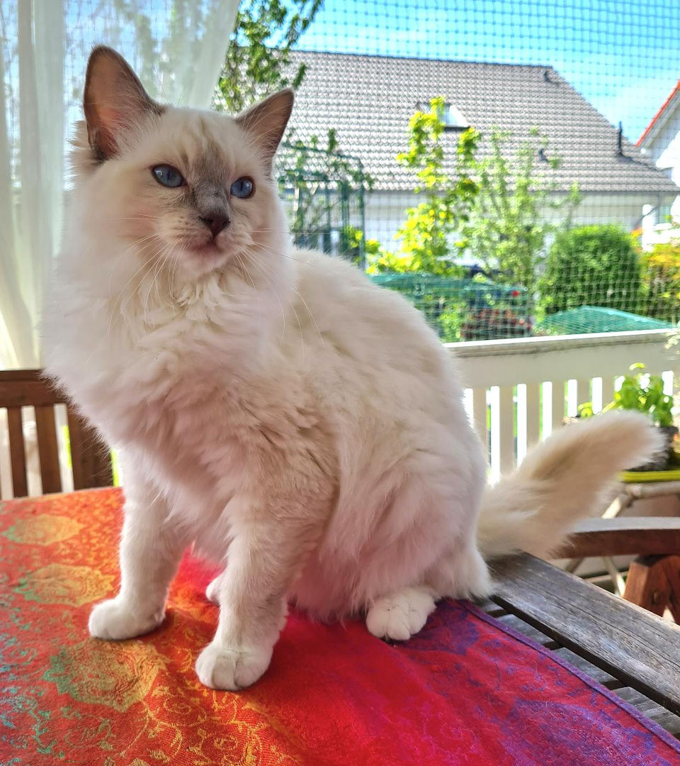 Kajika Rags' Jolene - kajika-rags Webseite - Traditionelle Ragdolls in ...