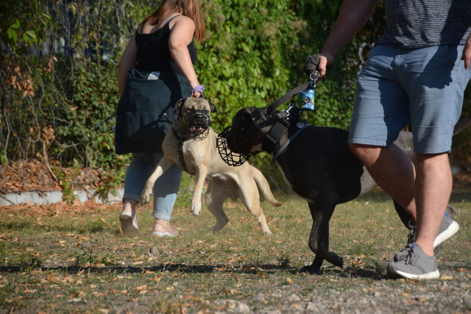 Begegnungstraining abenteuerhund