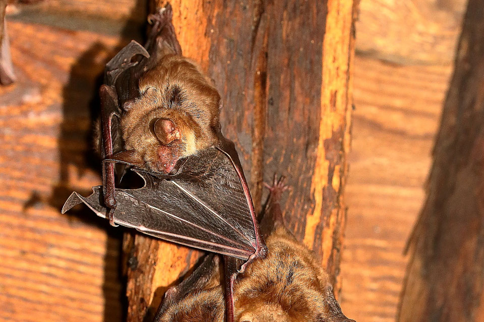 Fledermaus gefunden Was tun? NABUKreisgruppe Emmendingen