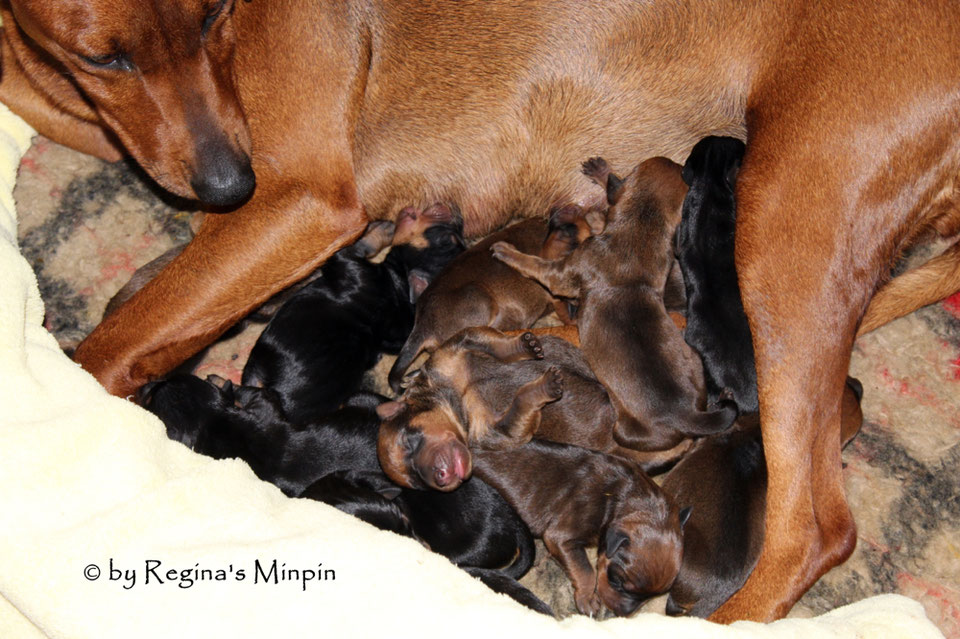 Es gibt immer wieder FCI Zuchtstätten die Welpen oder auch ältere Hunde ...