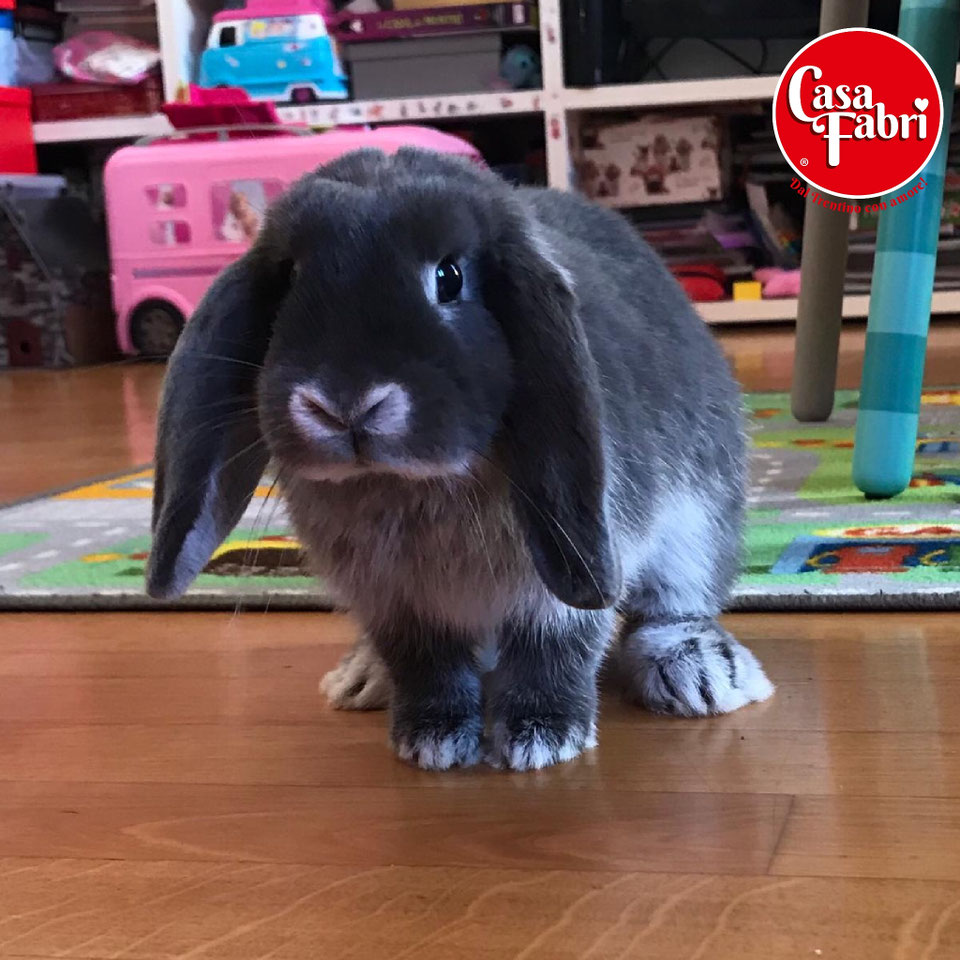 Foto cuccioli adottati 'CASA FABRI' Allevamento e vendita conigli ariete nano e nani colorati