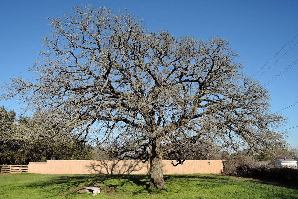 FlowerMoundGrowth flowermoundgrowth