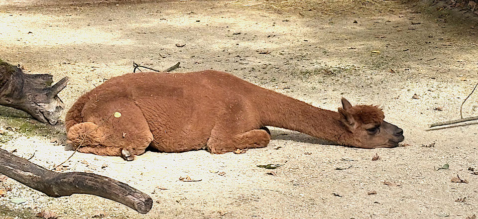 Wenn selbst Lamas müde werden: Absurdes aus der Welt der Organisationen