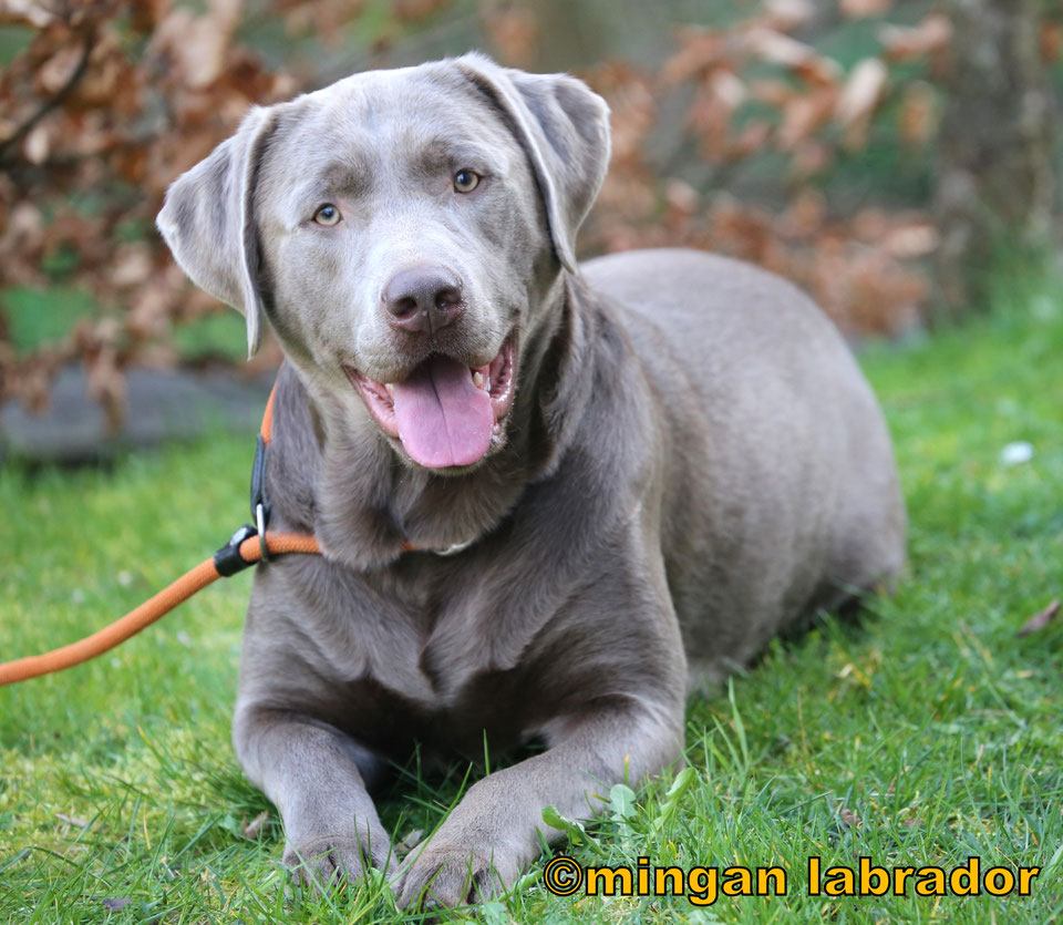 Taylor minganlabrador Labradore in Silber, Charcoal, Champagner, Braun