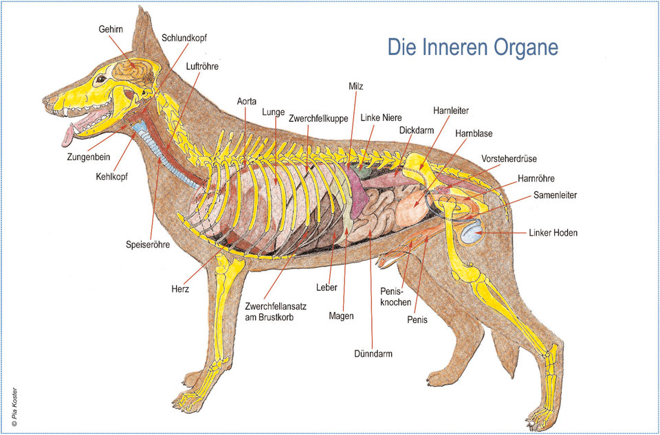 Zuzwil - Schaeferhund.ch