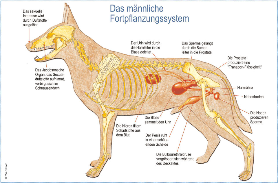 Zuzwil Schaeferhund.ch