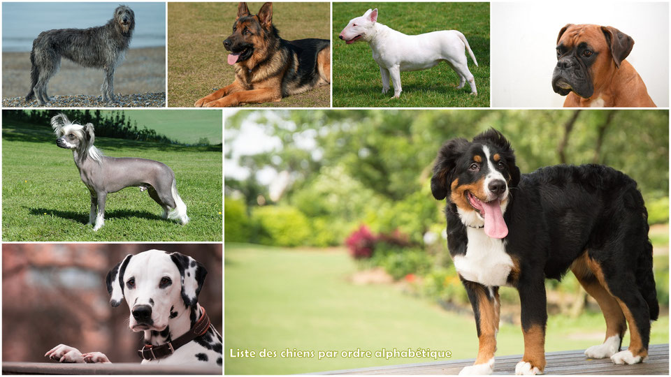 Race De Chien Par Ordre Alphabétique Liste des races de chiens par ordre alphabétique avec photos de A à Z