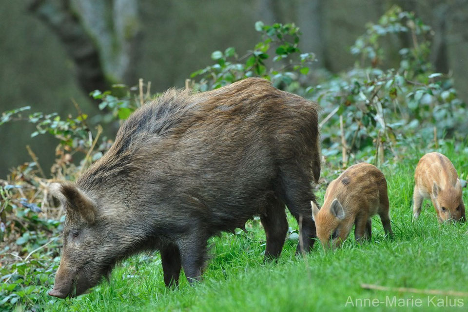 Comment S appelle La Femelle Du Sanglier Sanglier commun : poids, taille, longévité, habitat, alimentation