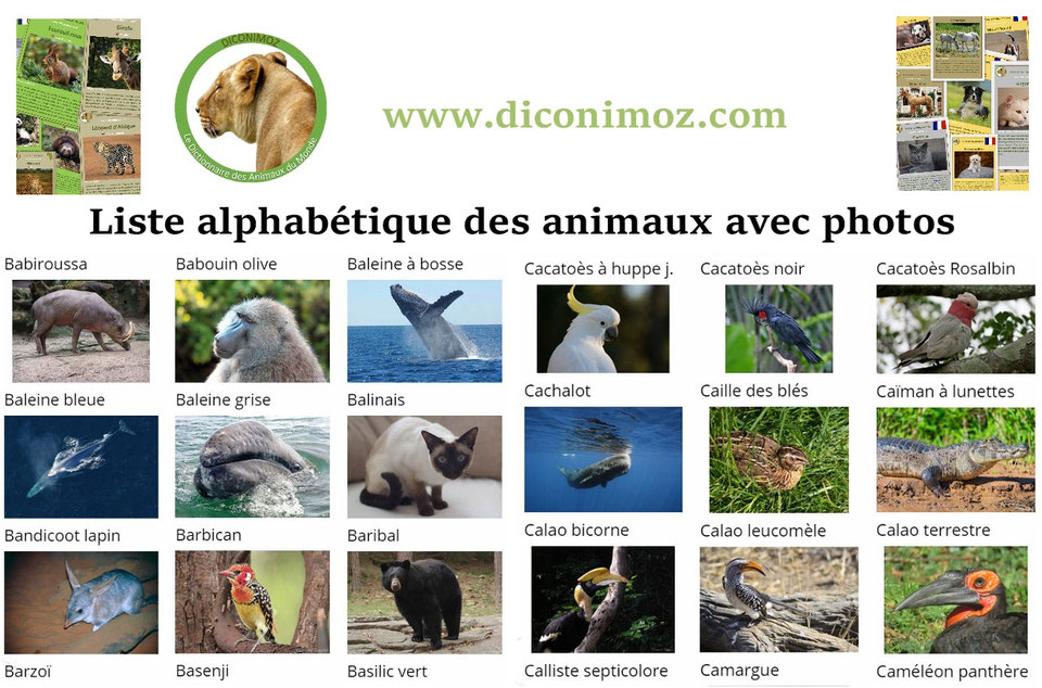 Liste De Tous Les Animaux Du Monde Avec Photo LES ANIMAUX PAR LISTES THEMATIQUES - Dictionnaire des animaux