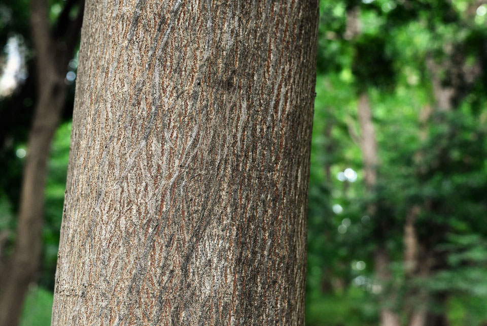 ムクノキ（椋の木） - 庭木図鑑 植木ペディア