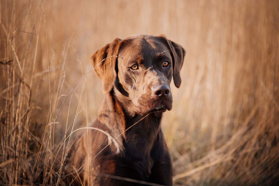 DeckRÜDEN aus Arbeitslinien Lightning Fast Labrador Retriever