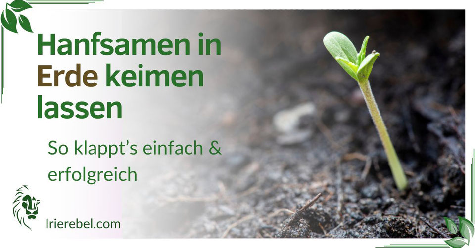 Wie man Hanfsamen in Erde oder Kokos keimt Hanfsamen keimen lassen in