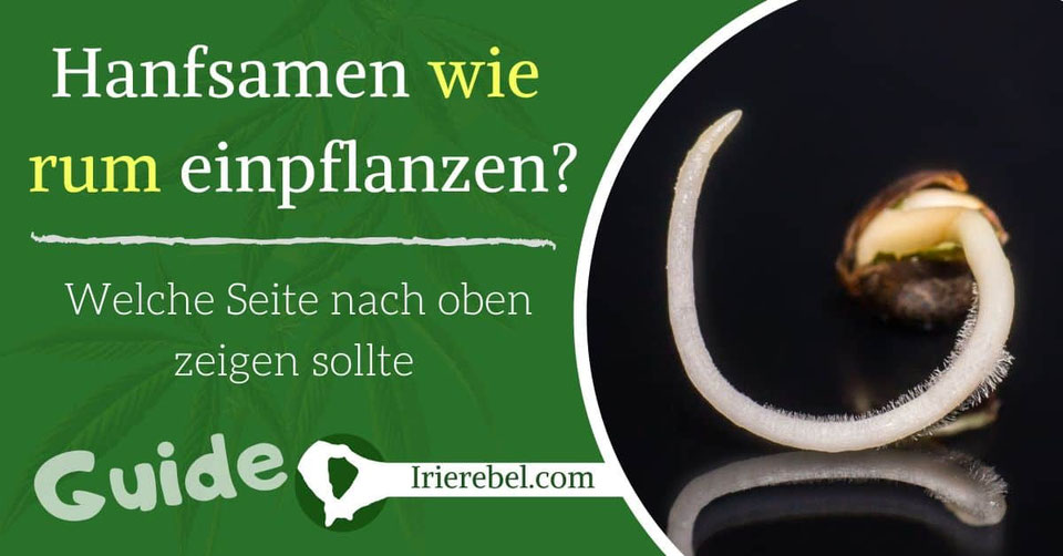 Cannabis Anbau Anleitungen Grow Guides & Hanf Informationen Irierebel