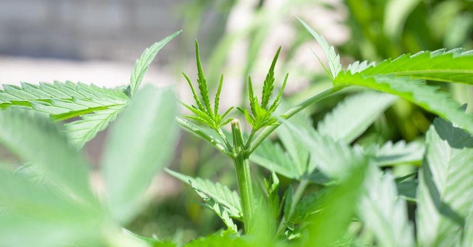 Cannabis Pflanzen beschneiden Wie & wann Cannabis beschneiden Irierebel Der Löwe unter den