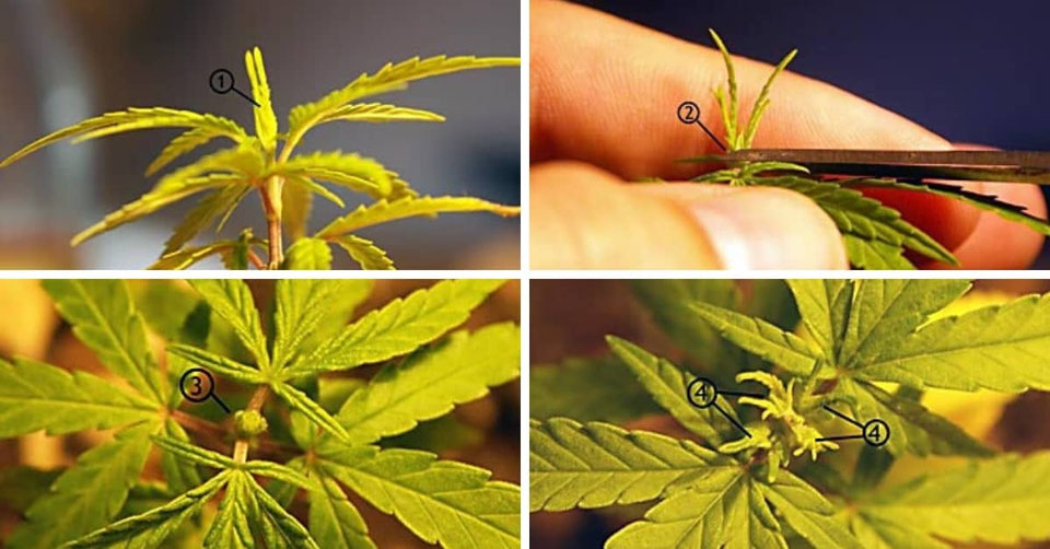 Cannabis Pflanzen beschneiden Wie & wann Cannabis beschneiden Irierebel Der Löwe unter den