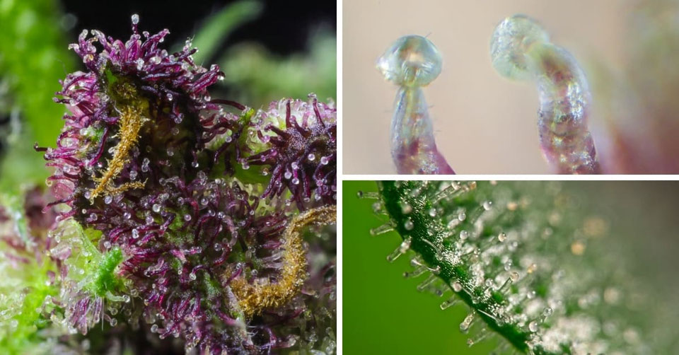 Cannabis-Trichome: Was sie sind, wie sie wachsen & wie man Cannabis ...