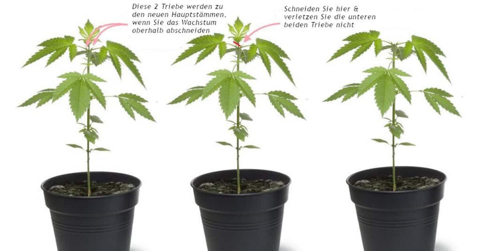 Cannabis Pflanzen beschneiden Wie & wann Cannabis beschneiden