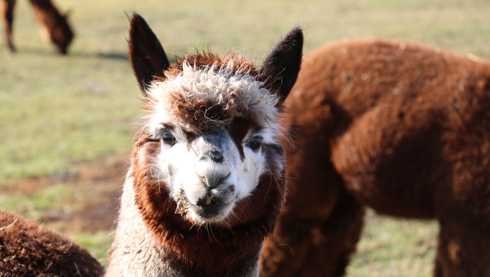 Alpaka Wolle - das besondere extra - Seelenheil Alpakas Niedersachsen