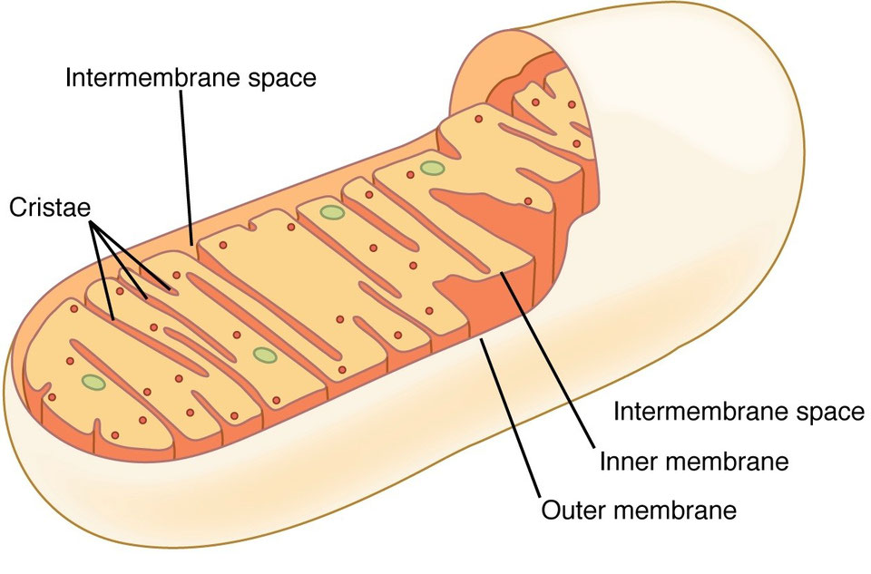 Animal Cell Parts and Functions - WithCarbon