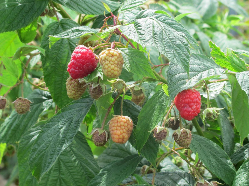 Confitures et petits fruits La Framboiseraie de Ballaison (74)