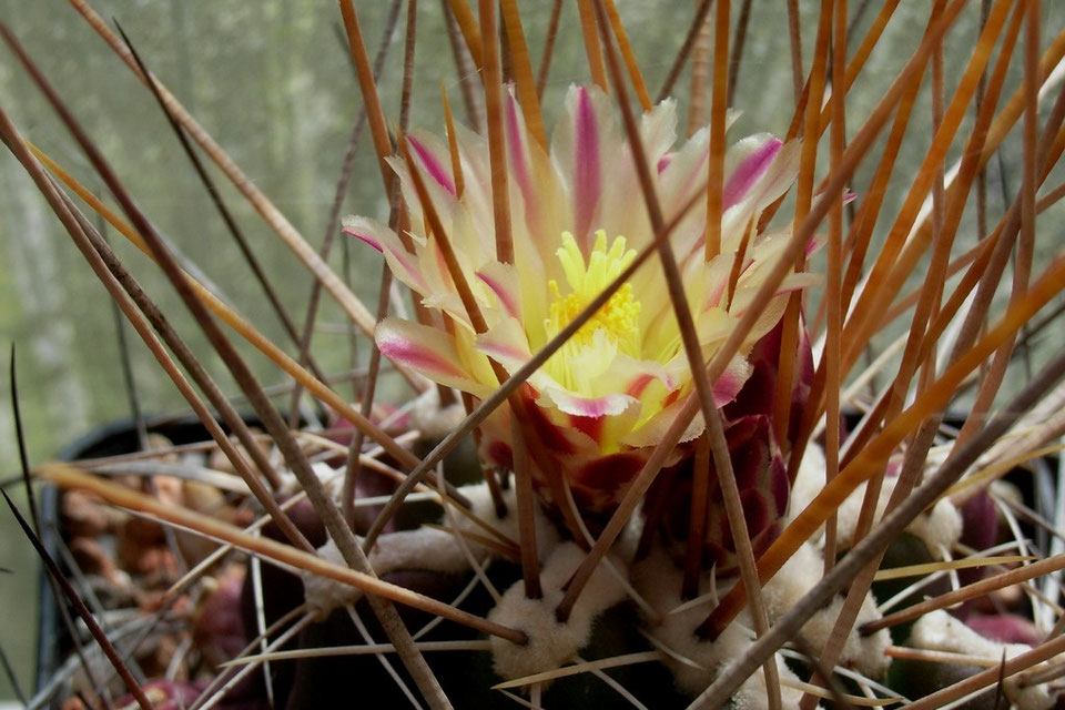 Thelocactus Kakteen, Kaktus, Samen kaufen, Pflanzen kaufen, Hilfe, Pflege