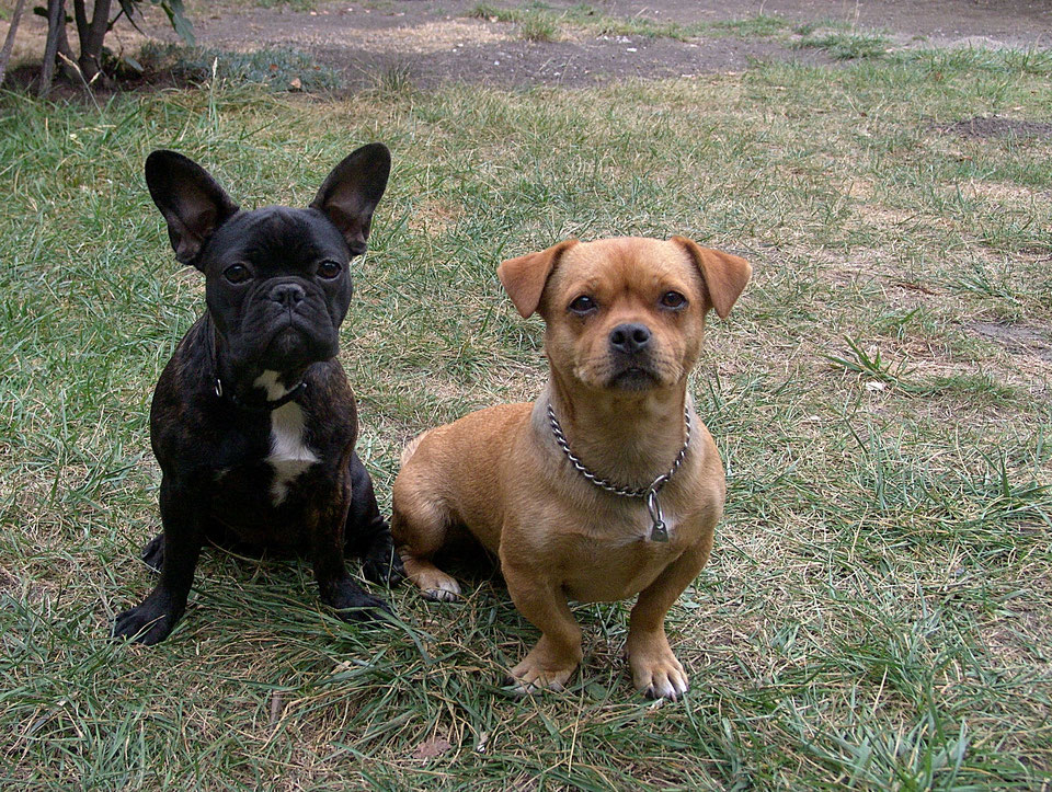 24/7 Hundebetreuung Tag + Nachts auf den Seiten der Tierpension Villa