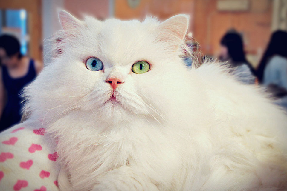 A Day In A Cat Café in Seoul, South Korea Lifestyle & Travel Blog