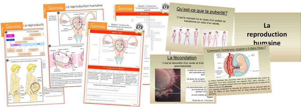REPRODUCTION HUMAINE - laclasse2delphine
