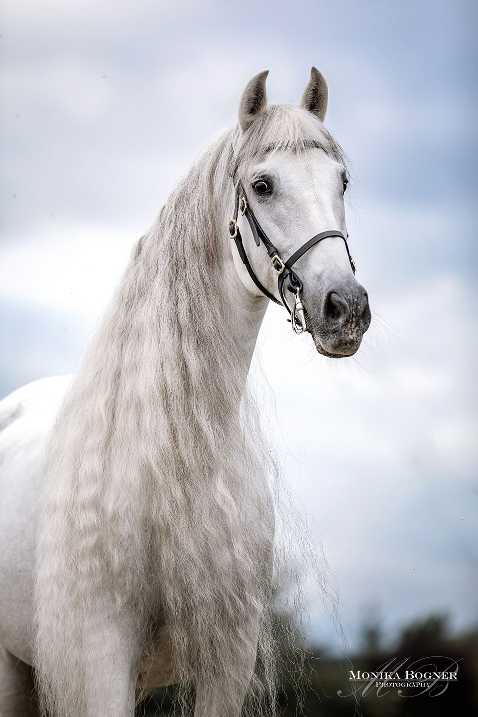 Pferde in der Natur - Monika Bogner Photography