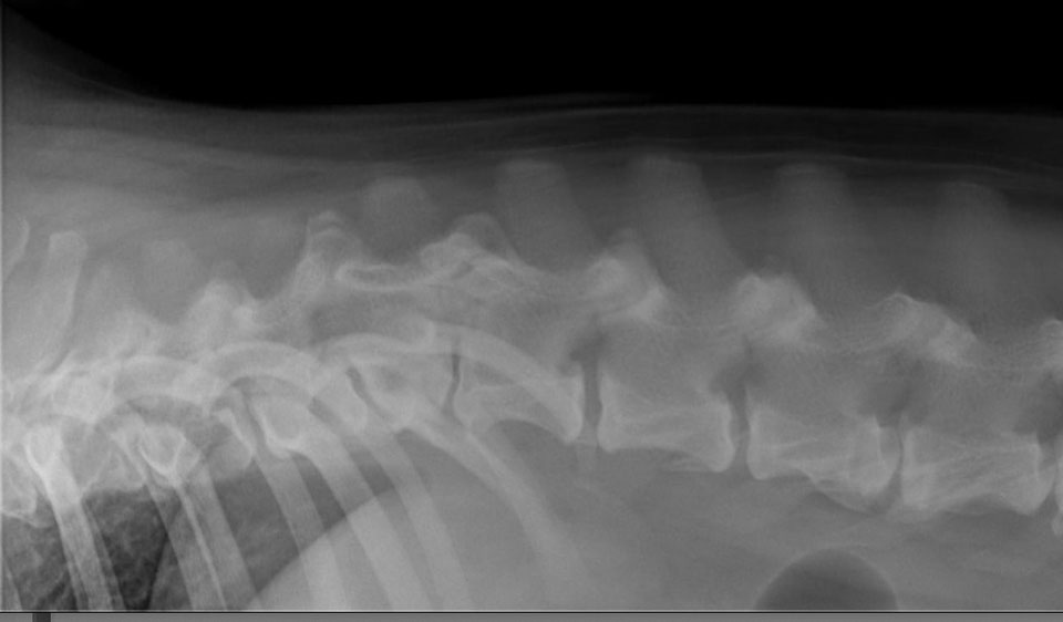 Spondylarthrose Physiotherapie für Hund und Pferd
