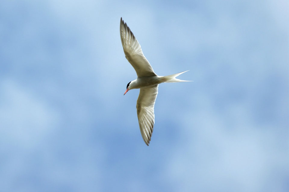 Best Bird Watching Destinations in Europe Europe's Best Destinations