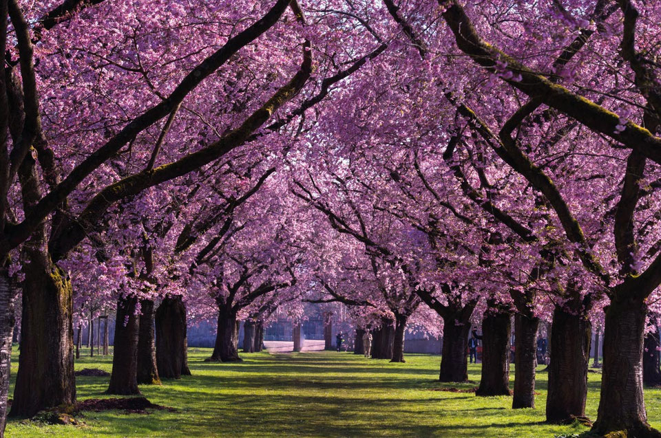 Cherry Blossoms in Europe Europe's Best Destinations