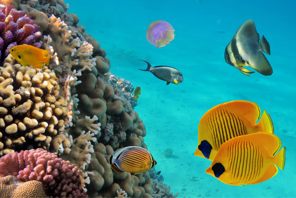 Best Destinations to Dive in Europe Europe's Best Destinations