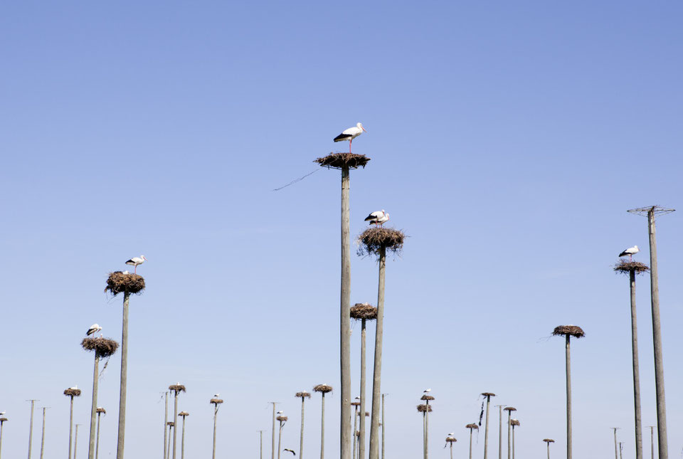 Best Bird Watching Destinations in Europe Europe's Best Destinations