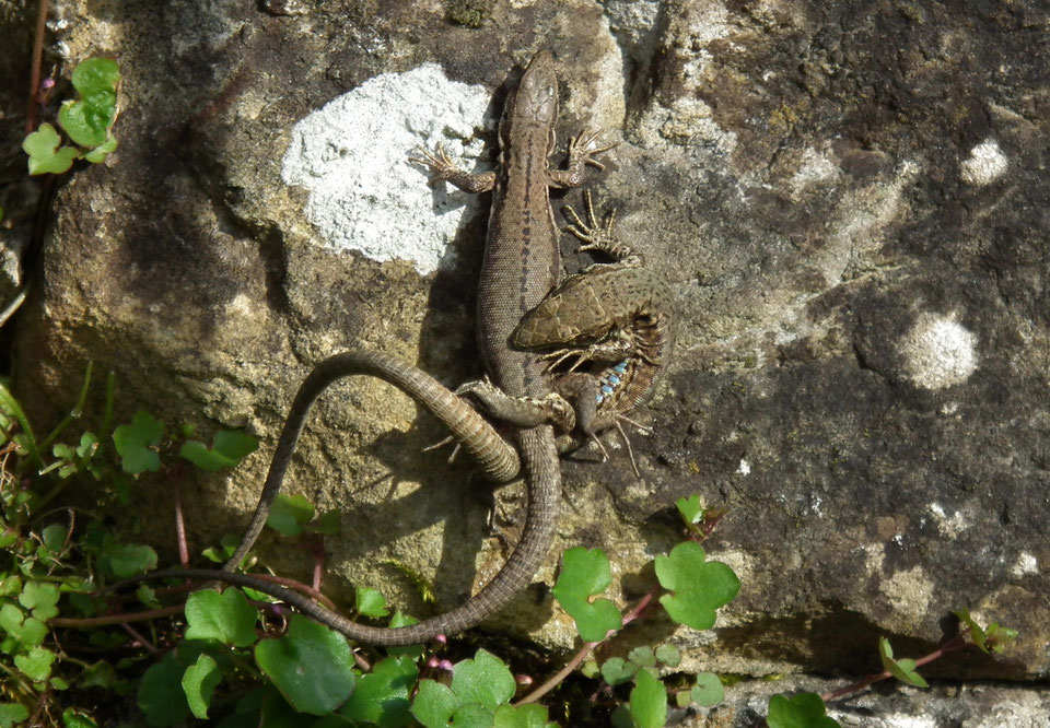 Comment Empecher Les Lezards De Rentrer Dans La Maison balade nature : lézards - Balade nature