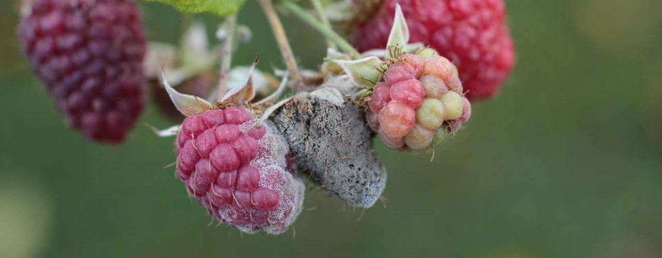 Krankheiten und Schädlinge an Himbeere - Schadbilder