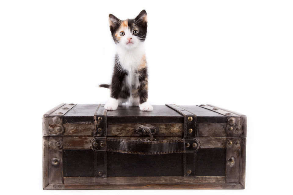Les Chats De L Arche 41 Les Chats De L Arche 41 | AUTOMASITES
