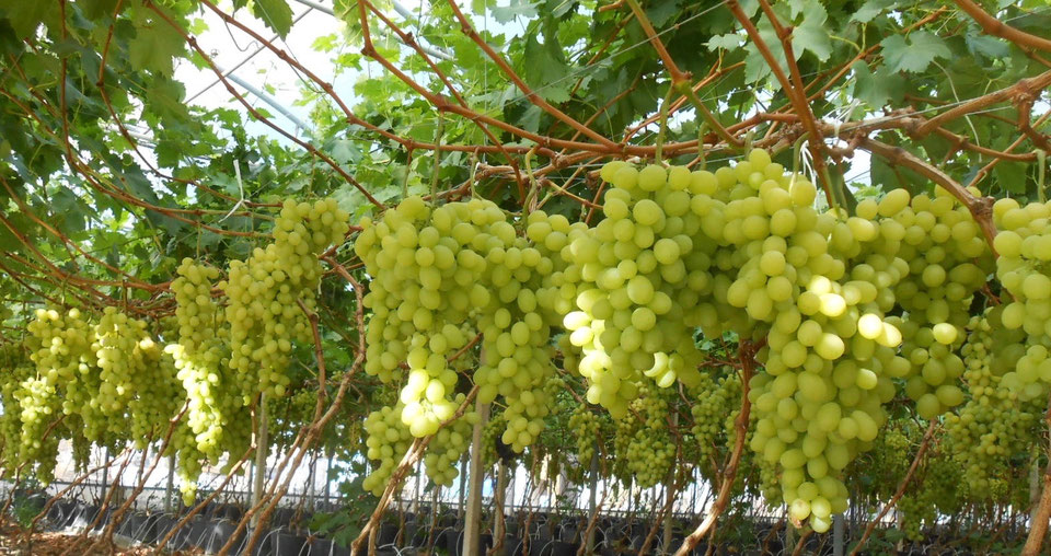 About grapes grown in pots Tablegrapesoilless