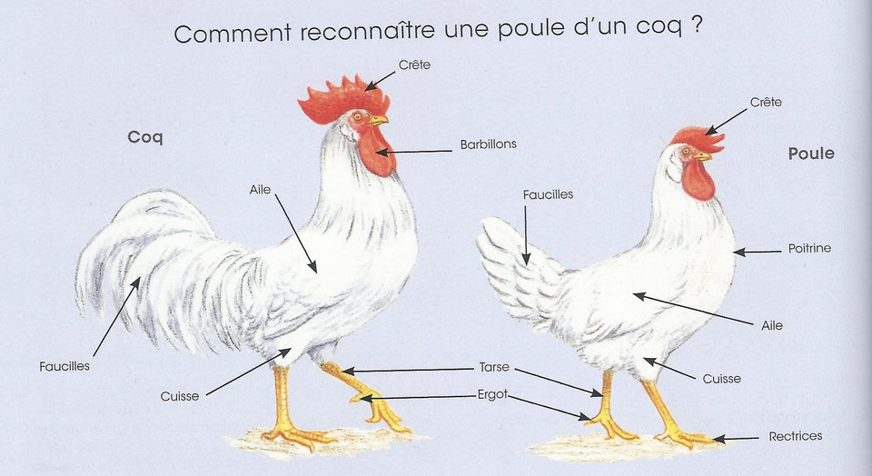 2) Quelles sont les caractéristiques biologiques d’une poule et d