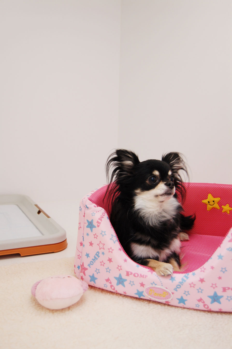 ペットホテル 千葉市中央区 子犬・子猫販売～ペットステーションハセガワ～