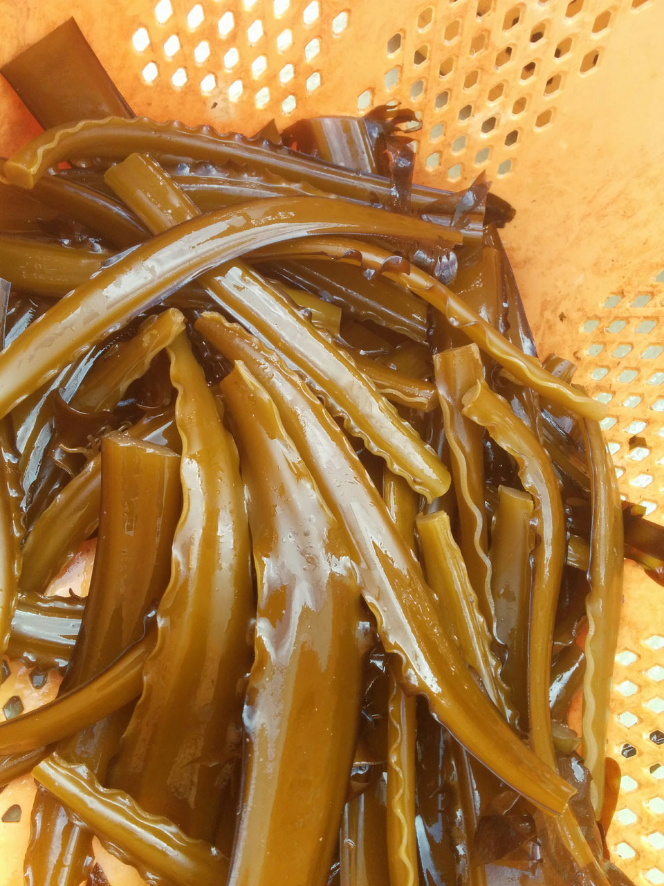 ワカメやその茎、養殖アワビの餌に。しっかり食べて成長しております 南三陸町からアワビ、ワカメを漁師直送