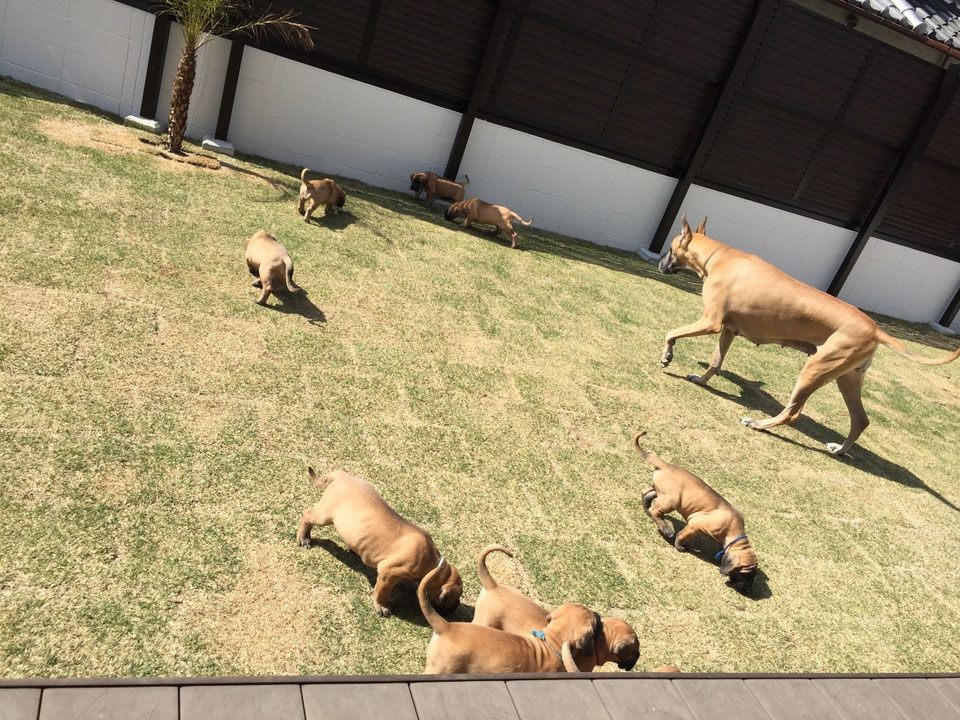 グレートデンブリーダーCrown Jewel Kennel グレートデンブリーダーCROWN JEWEL KENNEL