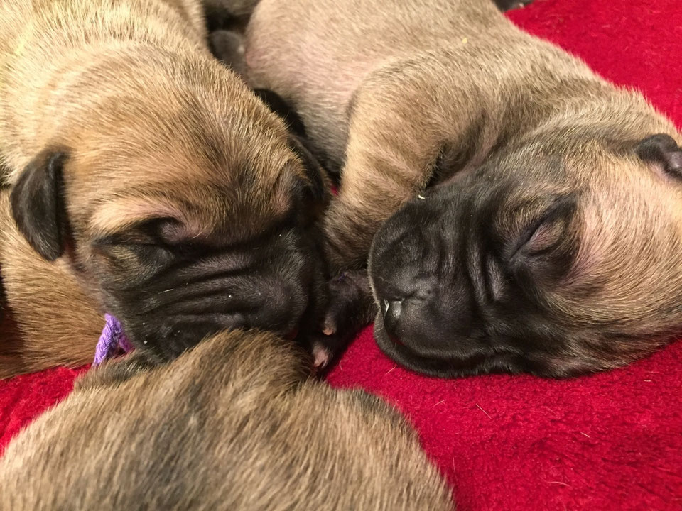 グレートデンブリーダーCrown Jewel Kennel グレートデンブリーダーCROWN JEWEL KENNEL