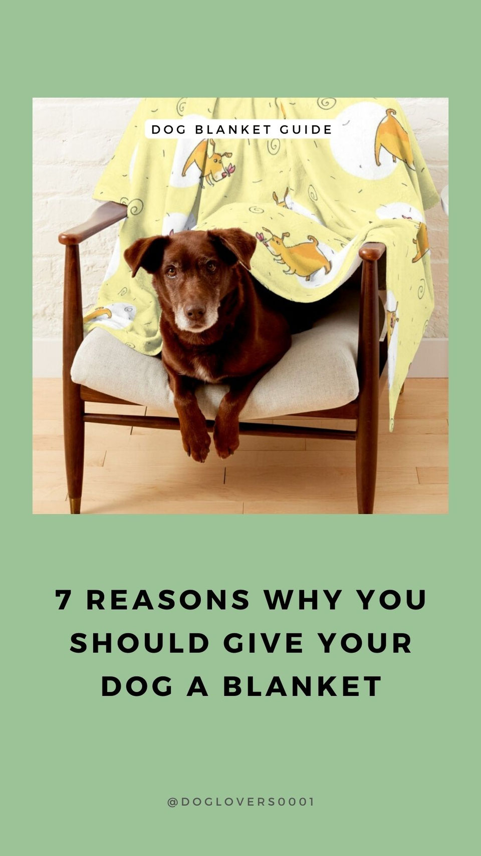 Do Dogs Need Blankets 7 Reasons why you Should Give your Dog a Blanket doglovers0001s seite!