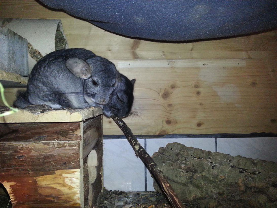 Giardien, Zahnprobleme und Abszesse - Chinchilla-Scientia.com